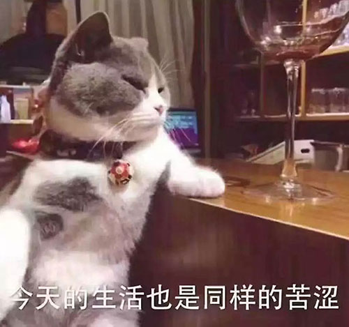 南京家庭装修之喵星人：“装修前，你考虑过我吗？”